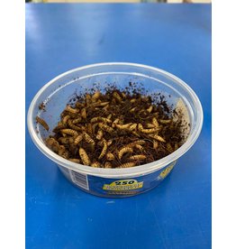 Insect - Roger's Aquatics & Pet Supplies