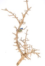 Aquaglobe Products AQUAGLOBE Pandora Wood Large