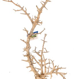 Aquaglobe Products AQUAGLOBE Pandora Wood Large