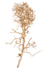 Aquaglobe Products AQUAGLOBE Papua Wood