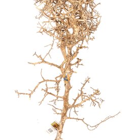 Aquaglobe Products AQUAGLOBE Papua Wood