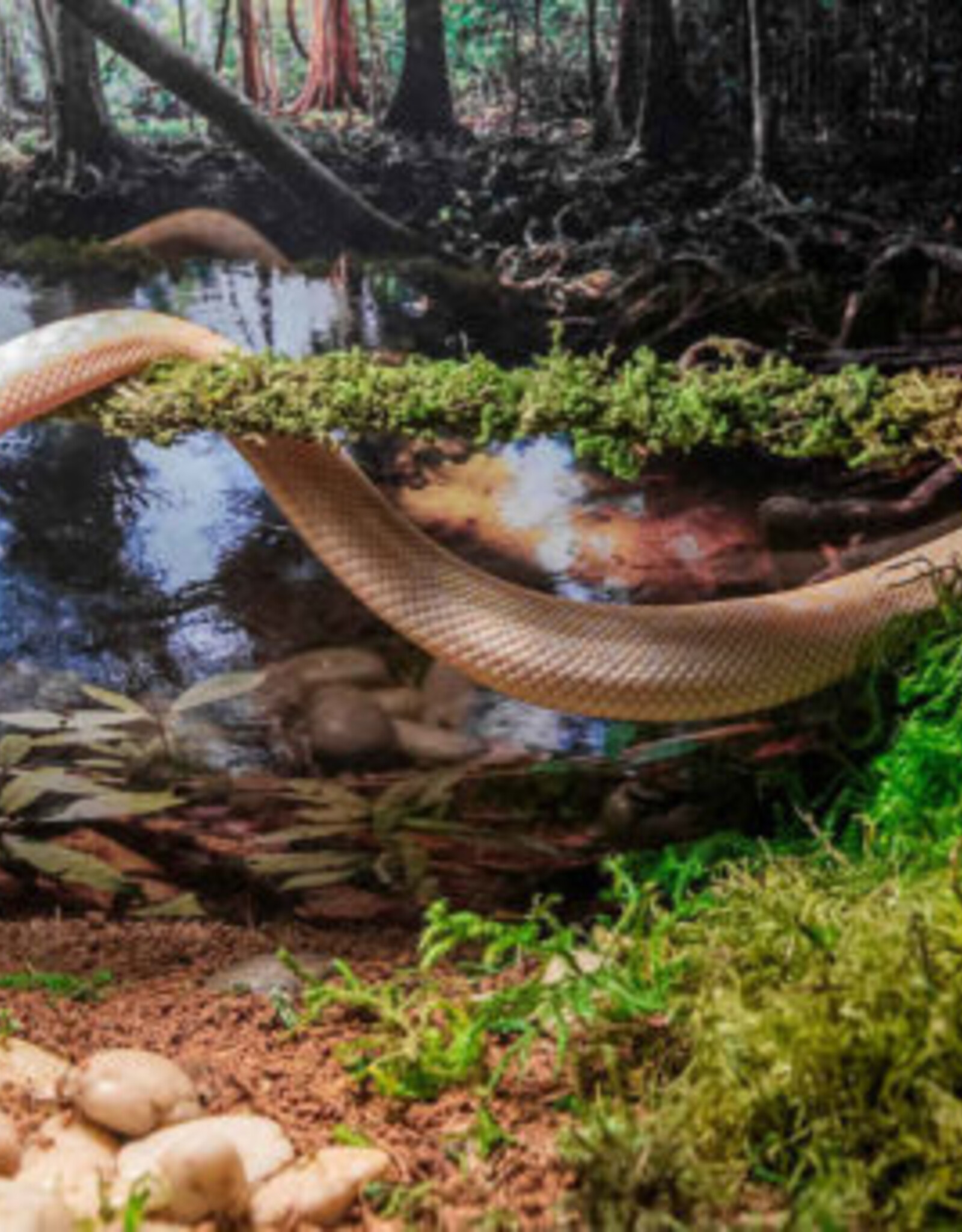 Galapagos GALAPAGOS Mossy Sticks