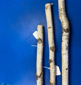 Jurassic Reptile Products JURASSIC REPTILE Birch Branch