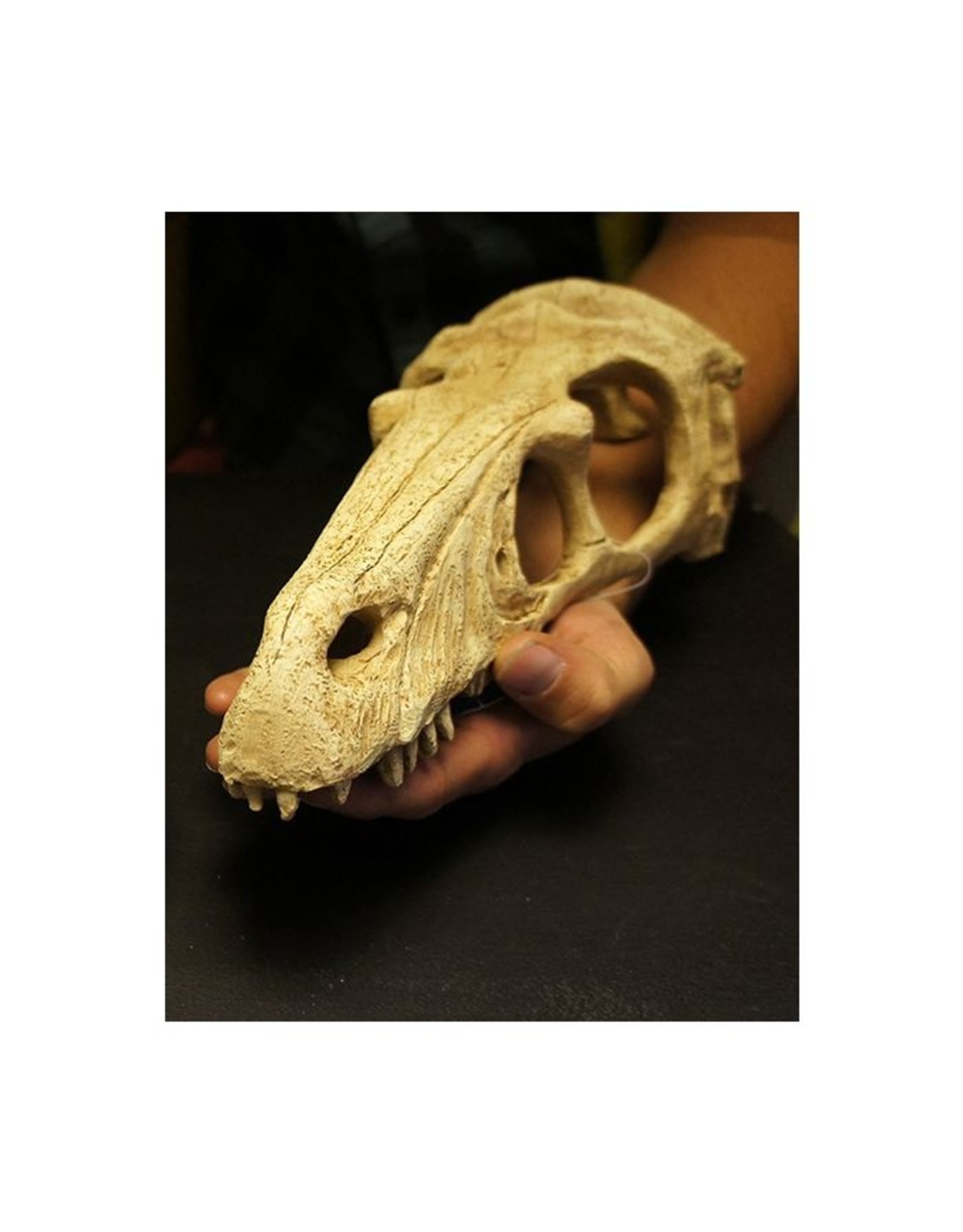 Komodo KOMODO Raptor Skull