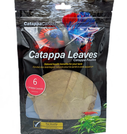 Catappa Canada CATAPPA CANADA Almond Leaves Medium