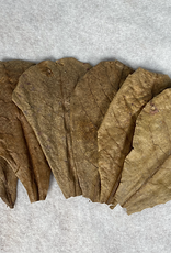 Catappa Canada CATAPPA CANADA Almond Leaves Medium