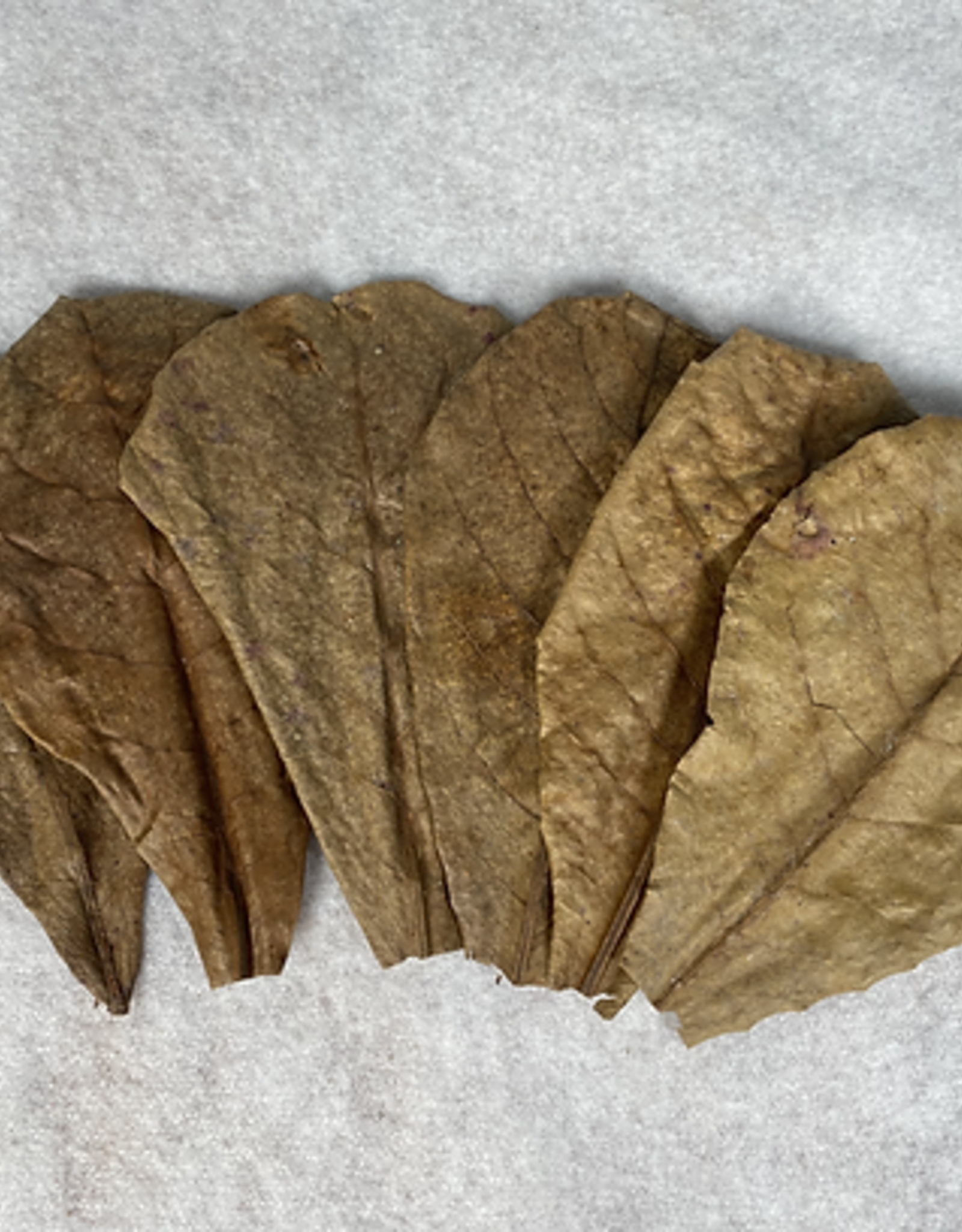 Catappa Canada CATAPPA CANADA Almond Leaves Medium