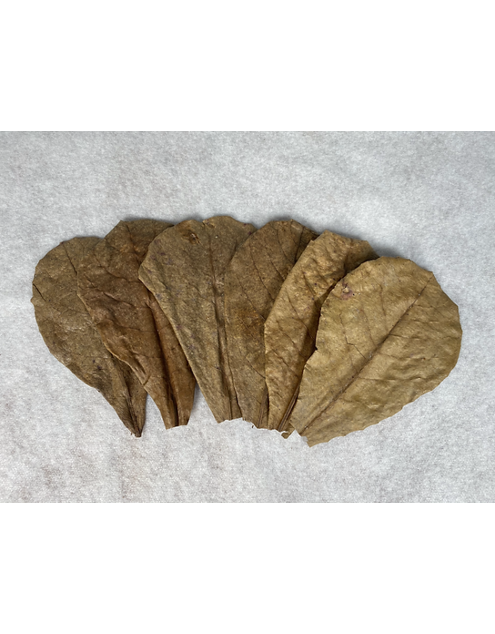 Catappa Canada CATAPPA CANADA Almond Leaves Medium