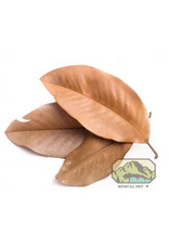 New Cal Pet NEWCAL Magnolia Leaves Large (aprox 12)