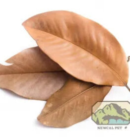 New Cal Pet NEWCAL Magnolia Leaves Large (aprox 10)