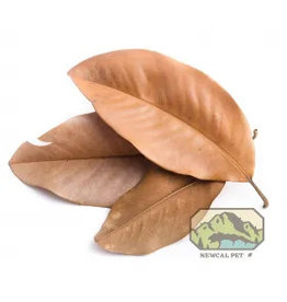 New Cal Pet NEWCAL Magnolia Leaves Large (aprox 10)