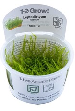 Tropica 1-2-GROW! Leptodictyum riparium