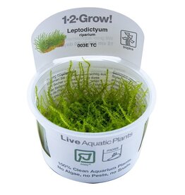 Tropica 1-2-GROW! Leptodictyum riparium
