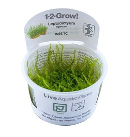 Tropica 1-2-GROW! Leptodictyum riparium