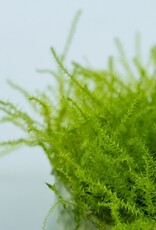 Tropica 1-2-GROW! Leptodictyum riparium