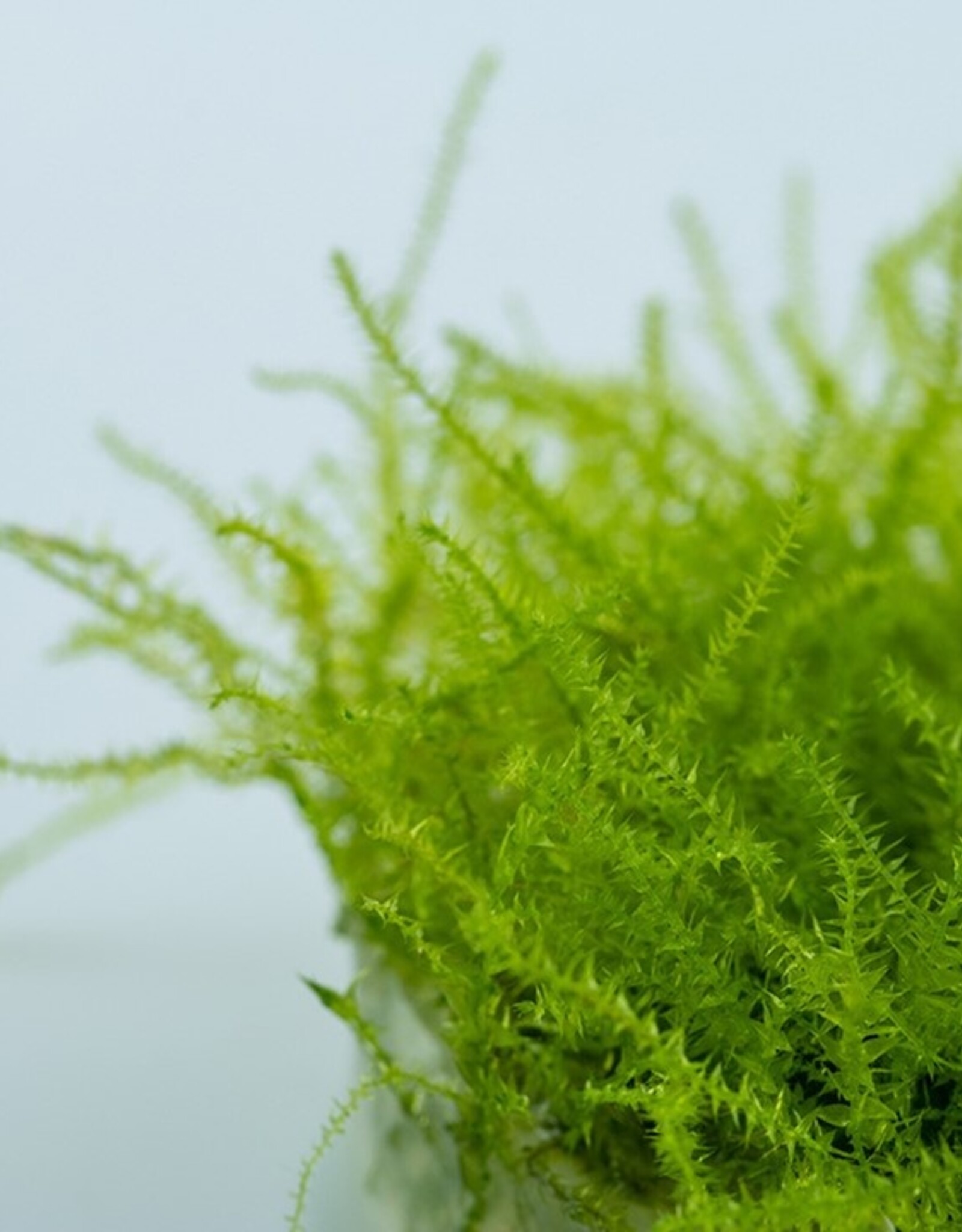 Tropica 1-2-GROW! Leptodictyum riparium