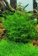 Tropica 1-2-GROW! Leptodictyum riparium