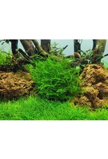 Tropica 1-2-GROW! Leptodictyum riparium