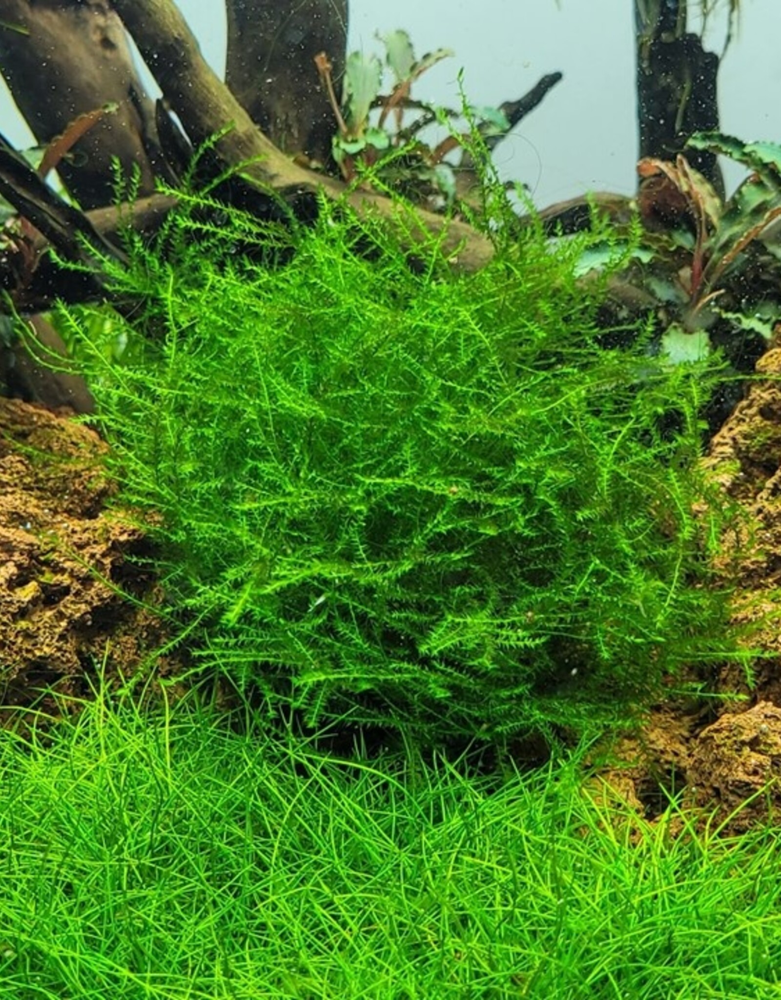 Tropica 1-2-GROW! Leptodictyum riparium