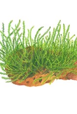 Tropica 1-2-GROW! Leptodictyum riparium