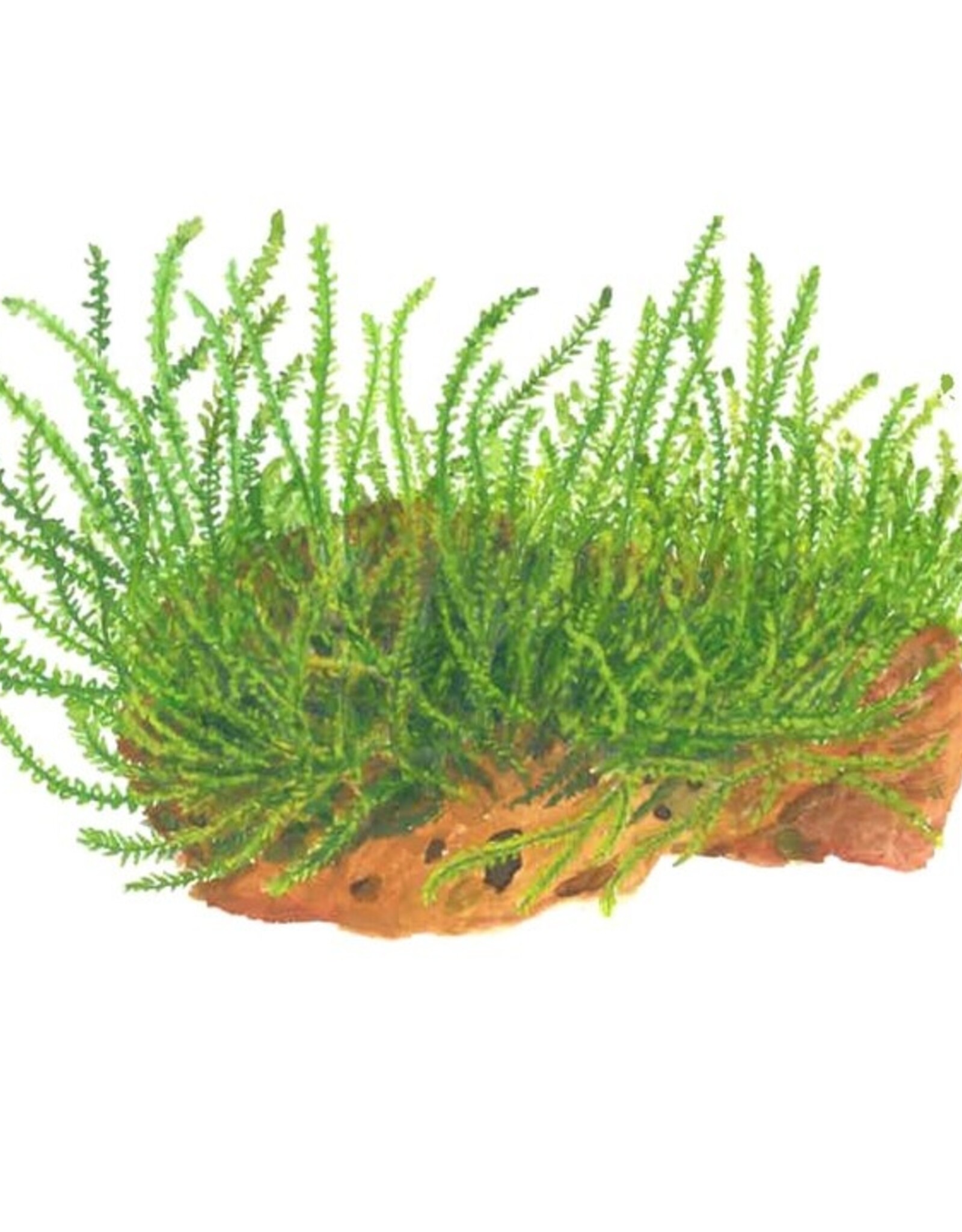 Tropica 1-2-GROW! Leptodictyum riparium