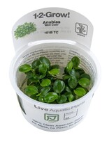 Tropica 1-2-GROW! Anubias barteri 'Mini Coin'
