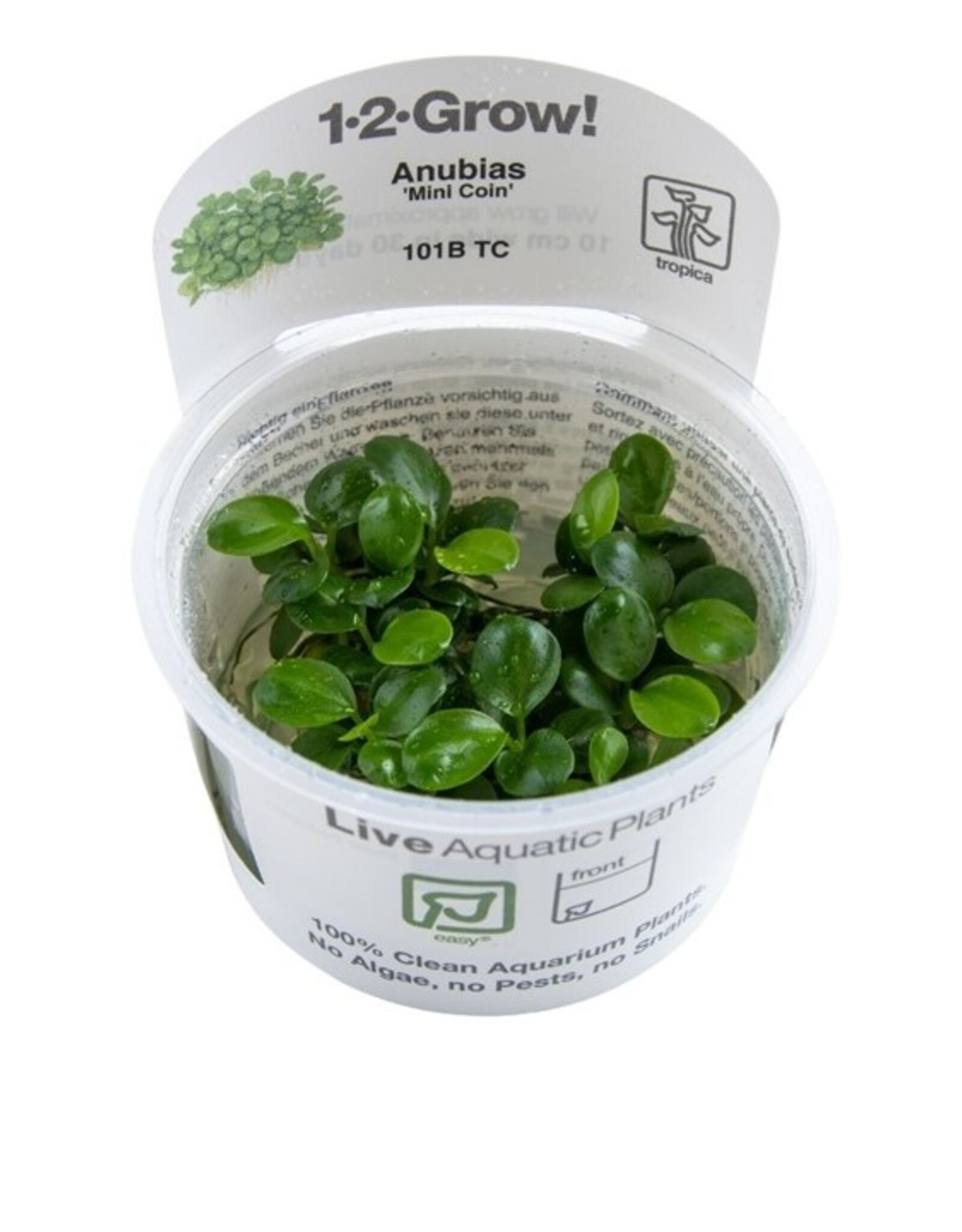 Tropica 1-2-GROW! Anubias barteri 'Mini Coin'