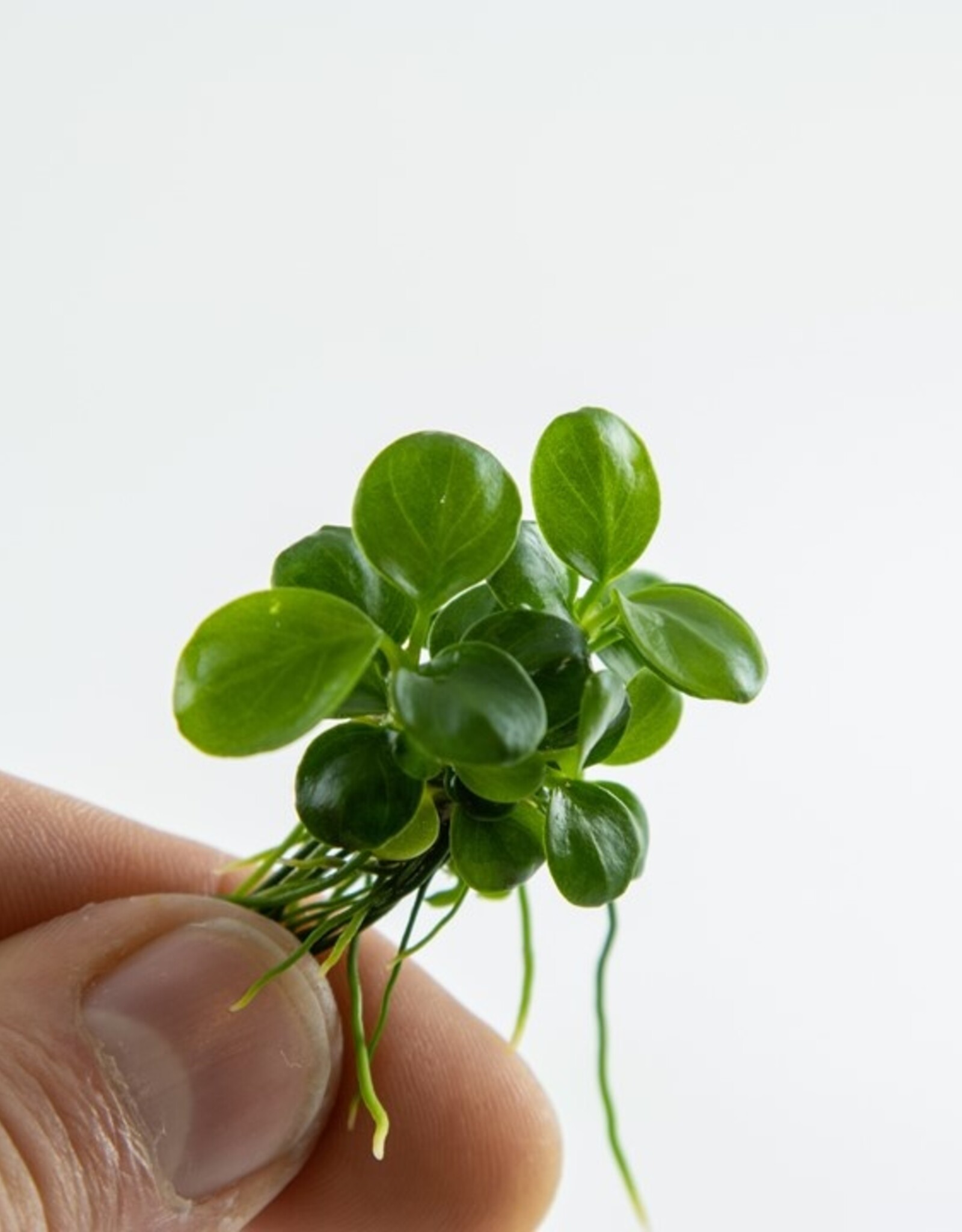 Tropica 1-2-GROW! Anubias barteri 'Mini Coin'