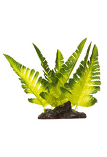 Tetra TETRA GloFish Plant Yellow Fern Medium