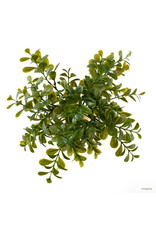 Exo Terra EXO TERRA Calcarea Boxwood Plant