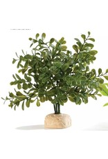 Exo Terra EXO TERRA Calcarea Boxwood Plant