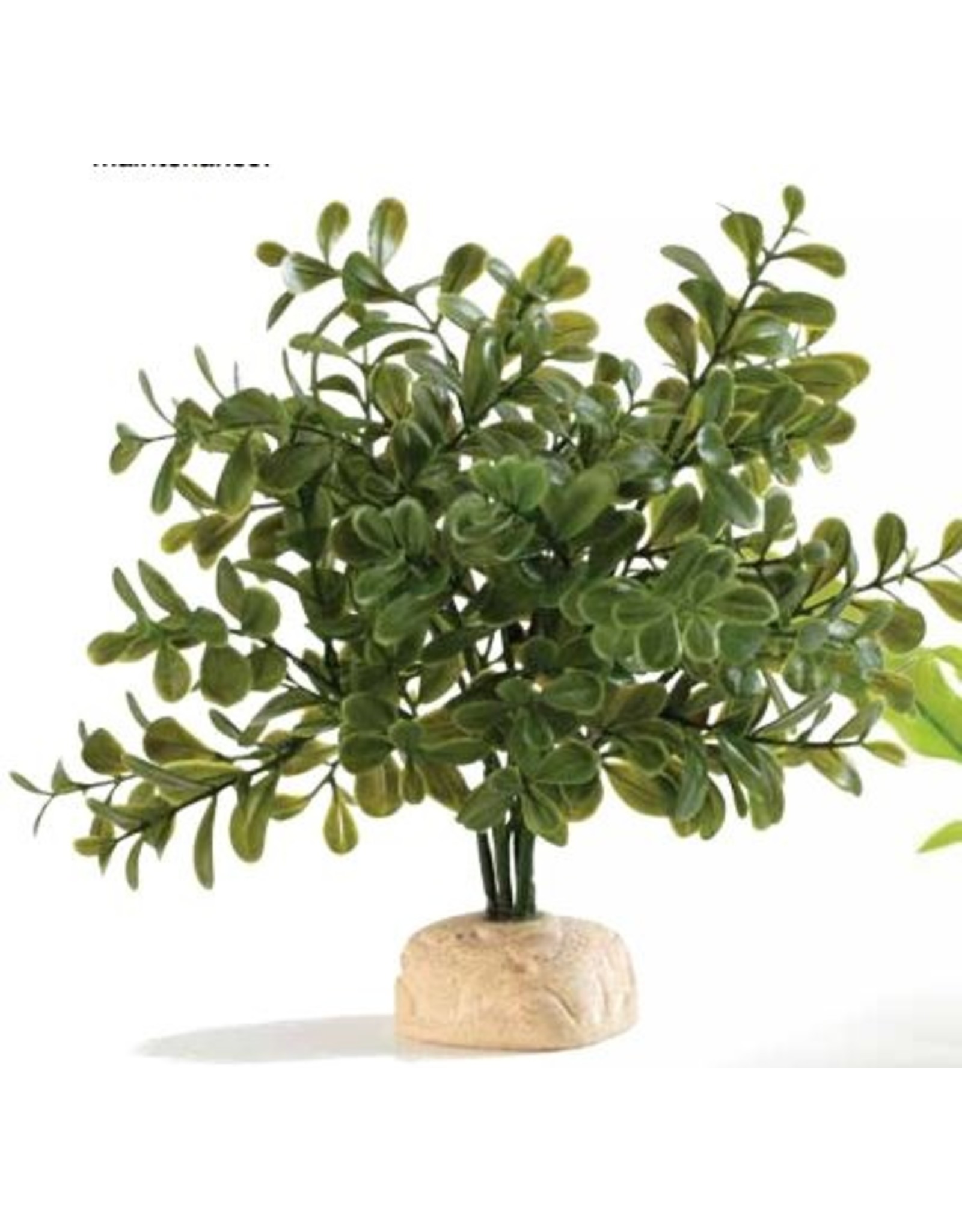 Exo Terra EXO TERRA Calcarea Boxwood Plant