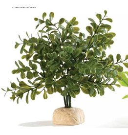 Exo Terra EXO TERRA Calcarea Boxwood Plant