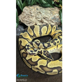 Roger's Aquatics BP - Pastel Enchi Yellow Belly Male Sum '21