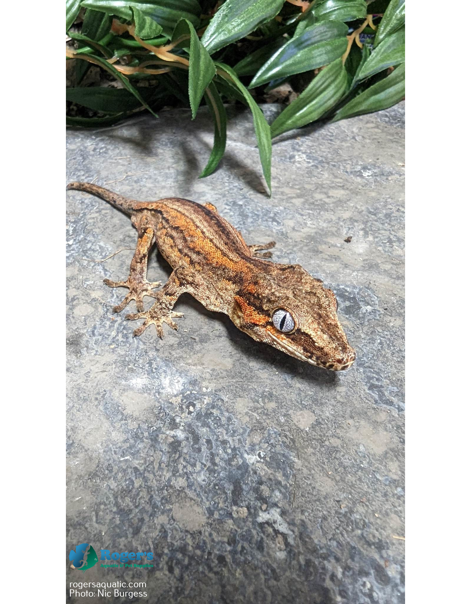Roger's Aquatics Gargoyle Gecko- Male hatched Summer 2021 (C)