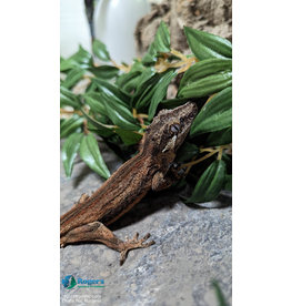 Roger's Aquatics Gargoyle Gecko- Male hatched Summer 2021 (A)