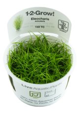Tropica 1-2-GROW! Eleocharis acicularis