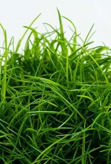 Tropica 1-2-GROW! Eleocharis acicularis