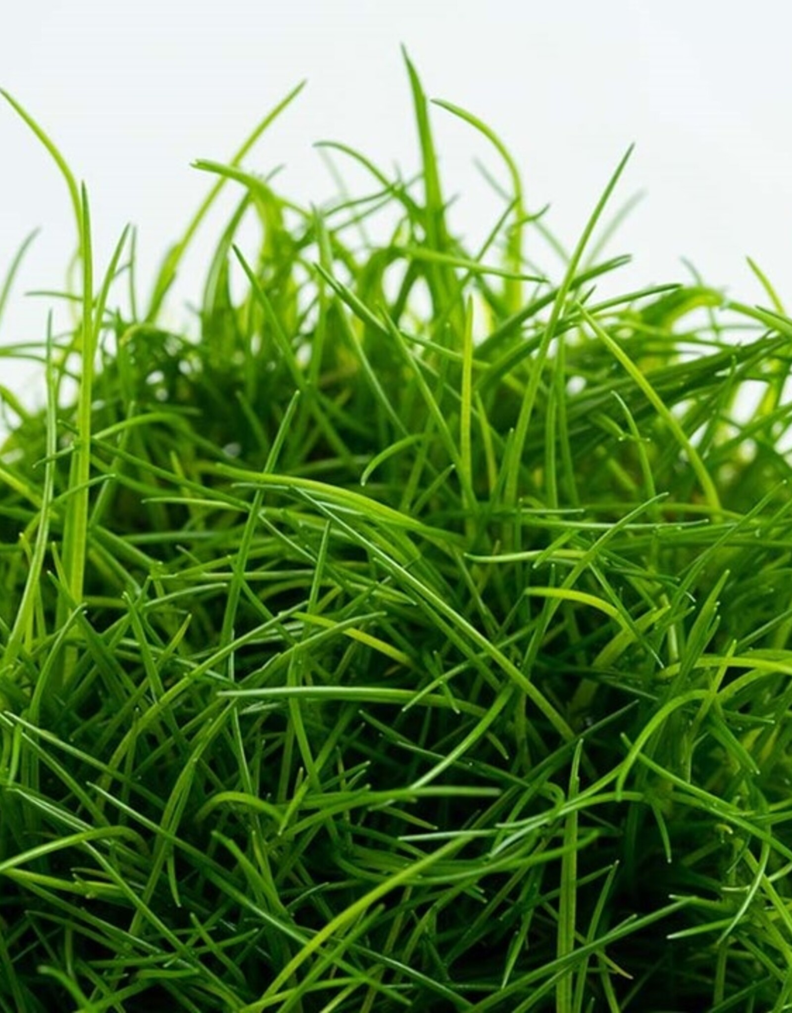 Tropica 1-2-GROW! Eleocharis acicularis