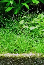 Tropica 1-2-GROW! Eleocharis acicularis
