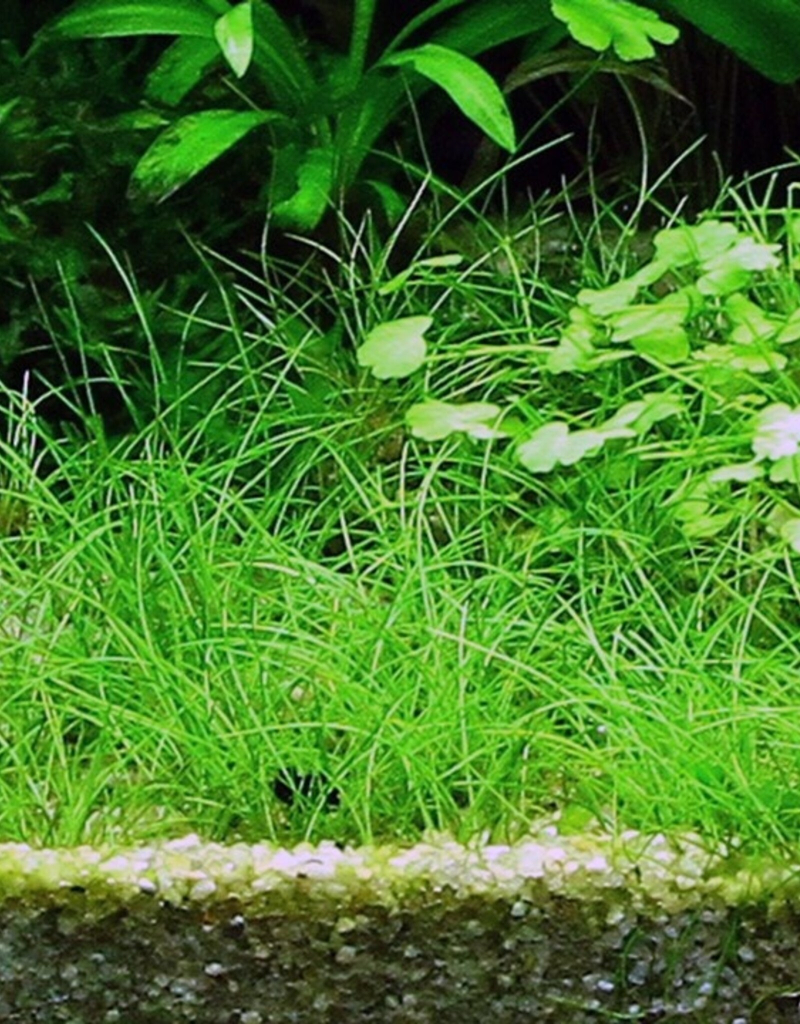 Tropica 1-2-GROW! Eleocharis acicularis