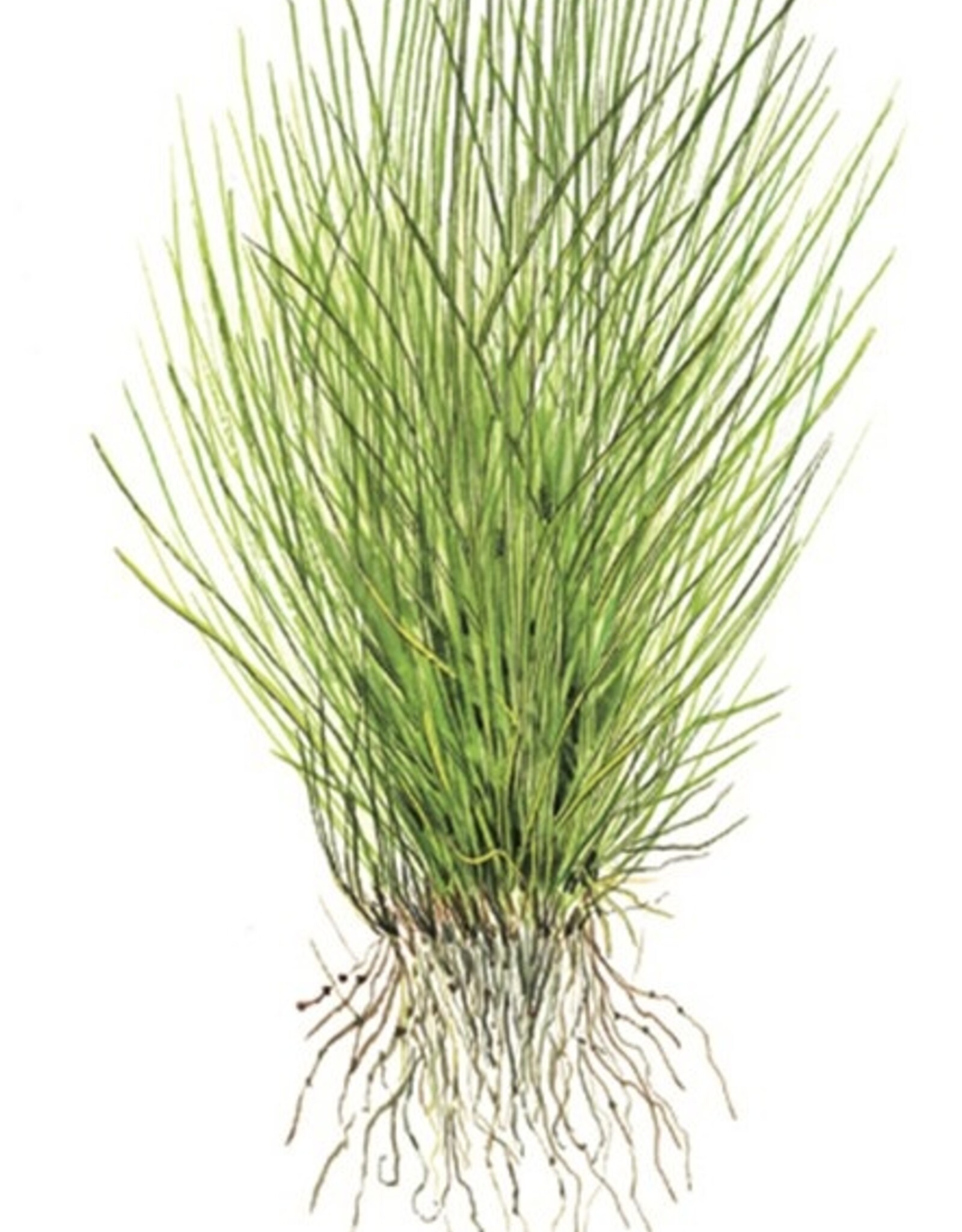 Tropica 1-2-GROW! Eleocharis acicularis