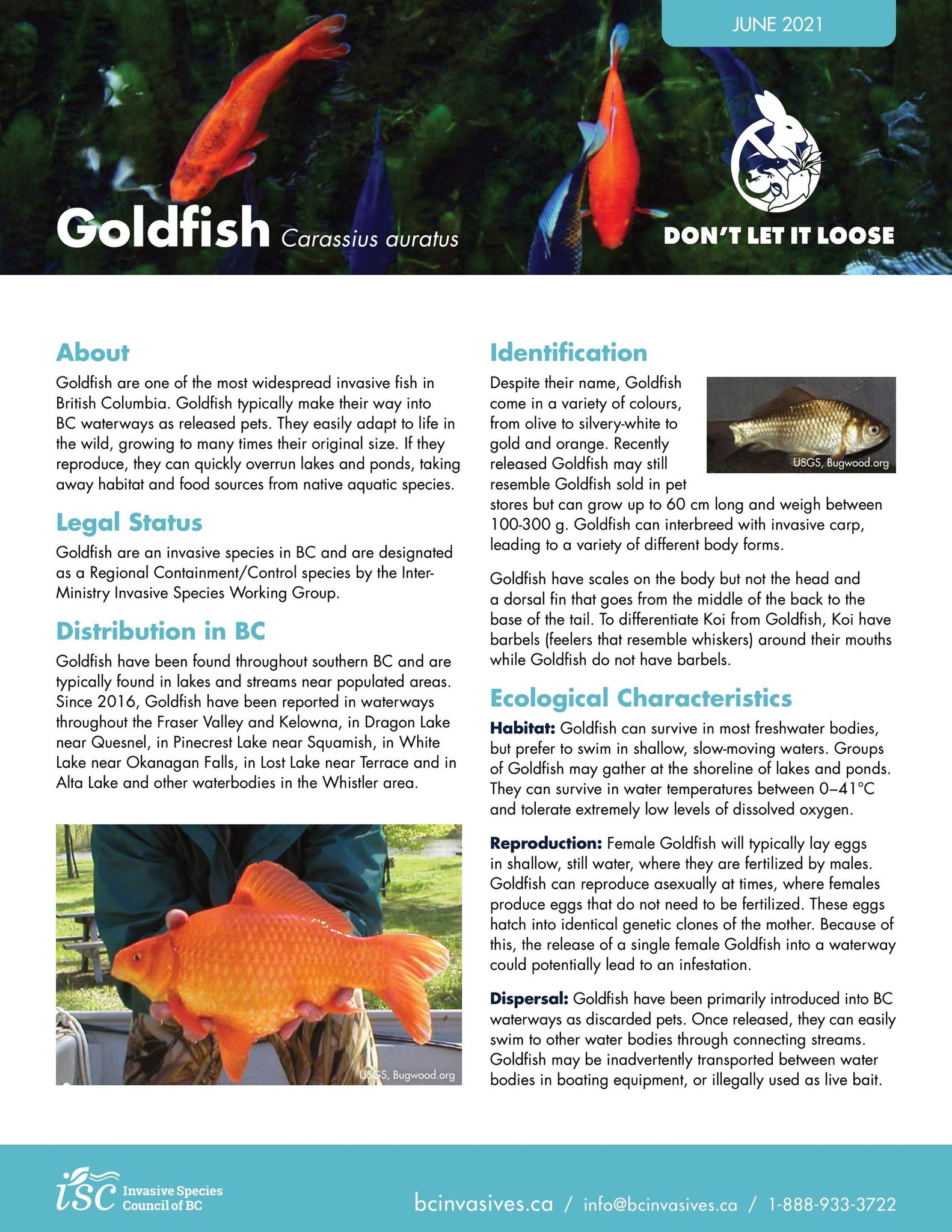 Goldfish Page 1