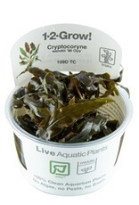 Tropica 1-2-GROW! Cryptocoryne Wendtii 'Mi Oya'