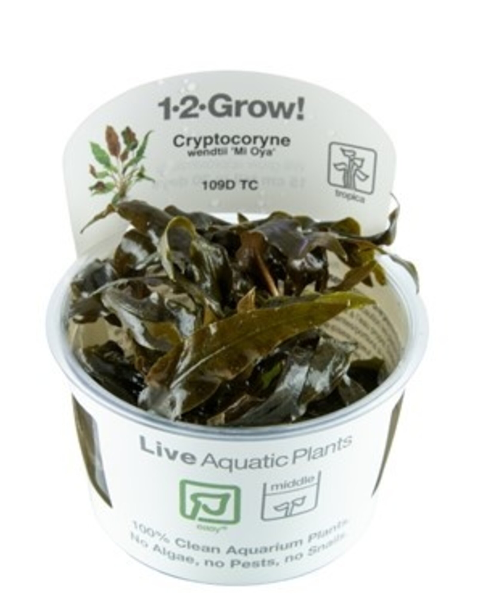Tropica 1-2-GROW! Cryptocoryne Wendtii 'Mi Oya'