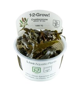 Tropica 1-2-GROW! Cryptocoryne Wendtii 'Mi Oya'