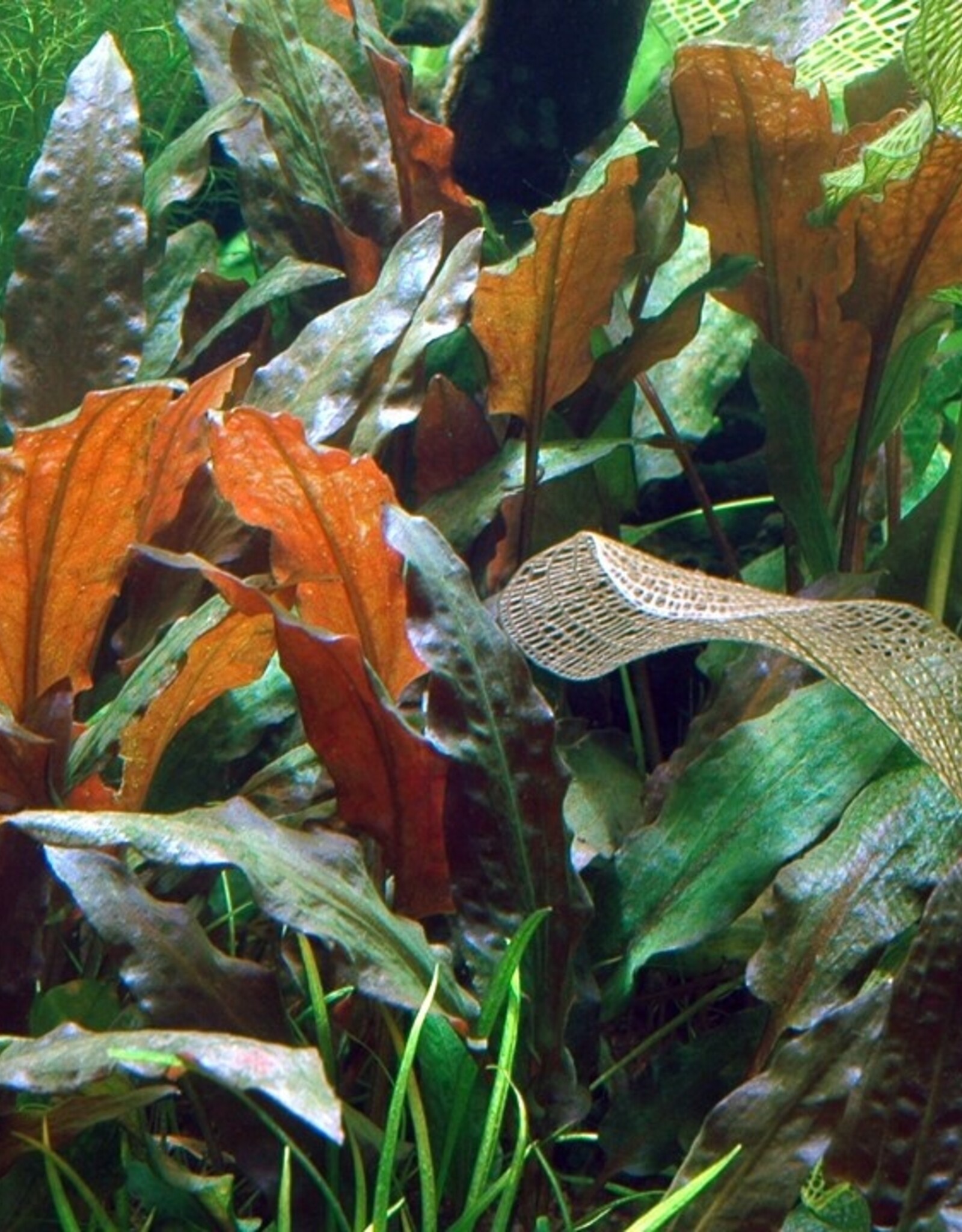 Tropica 1-2-GROW! Cryptocoryne Wendtii 'Mi Oya'