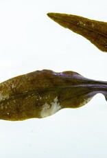 Tropica 1-2-GROW! Cryptocoryne Wendtii 'Mi Oya'