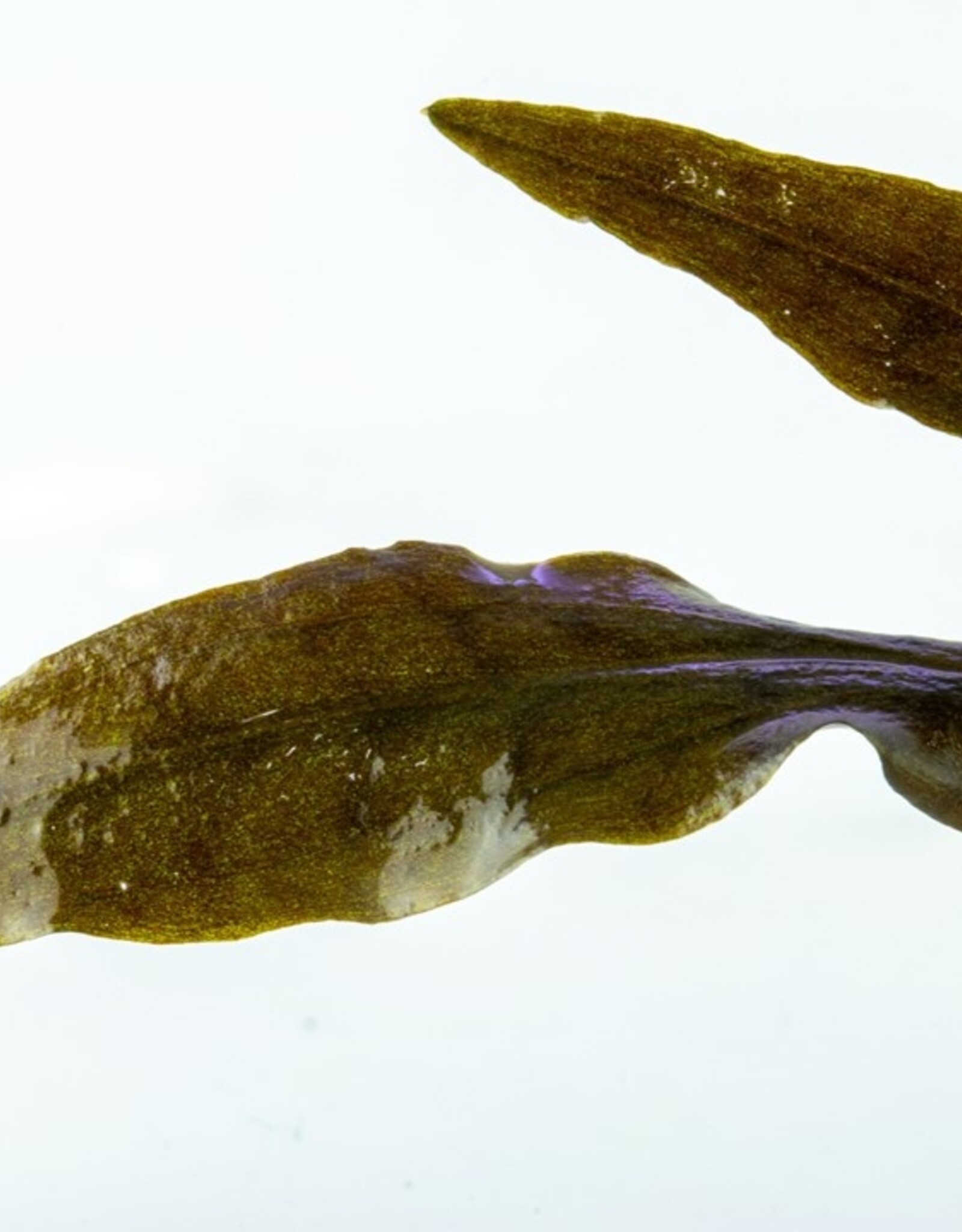 Tropica 1-2-GROW! Cryptocoryne Wendtii 'Mi Oya'