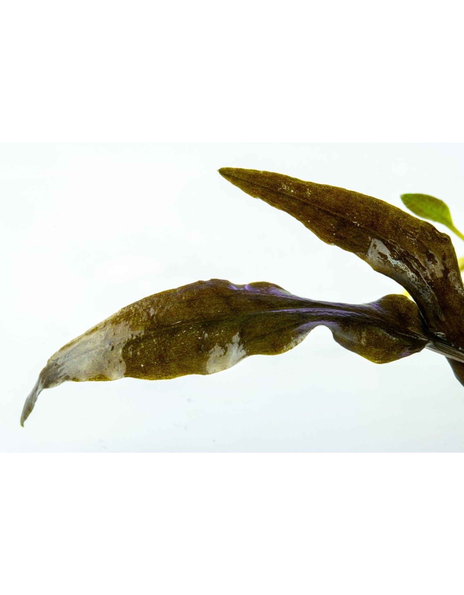 Tropica 1-2-GROW! Cryptocoryne Wendtii 'Mi Oya'